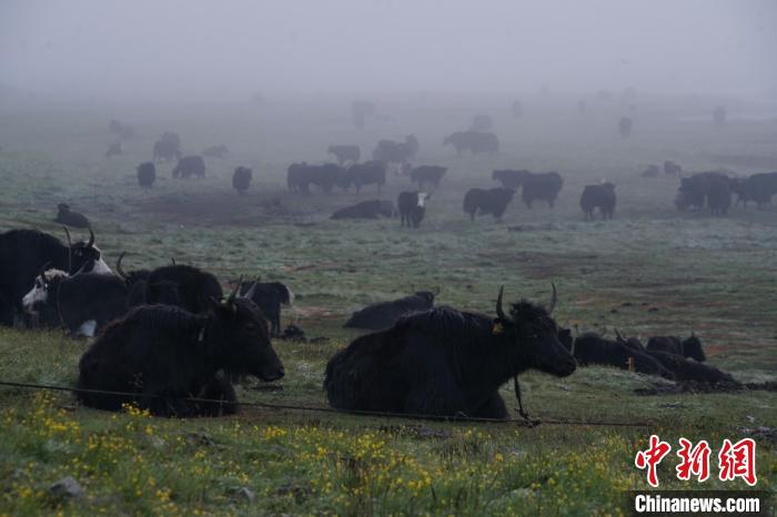 圖為成群牦牛在草灘上覓食、棲息，宛如靜美水墨畫?！●R銘言 攝