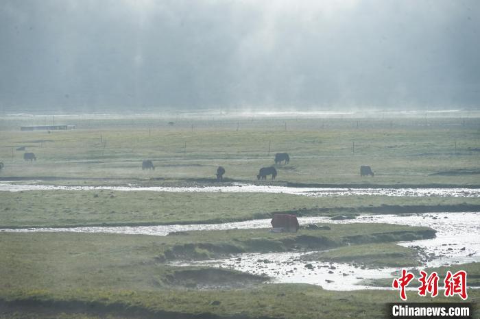 圖為成群牦牛在草灘上覓食、漫步，宛如靜美水墨畫。　馬銘言 攝