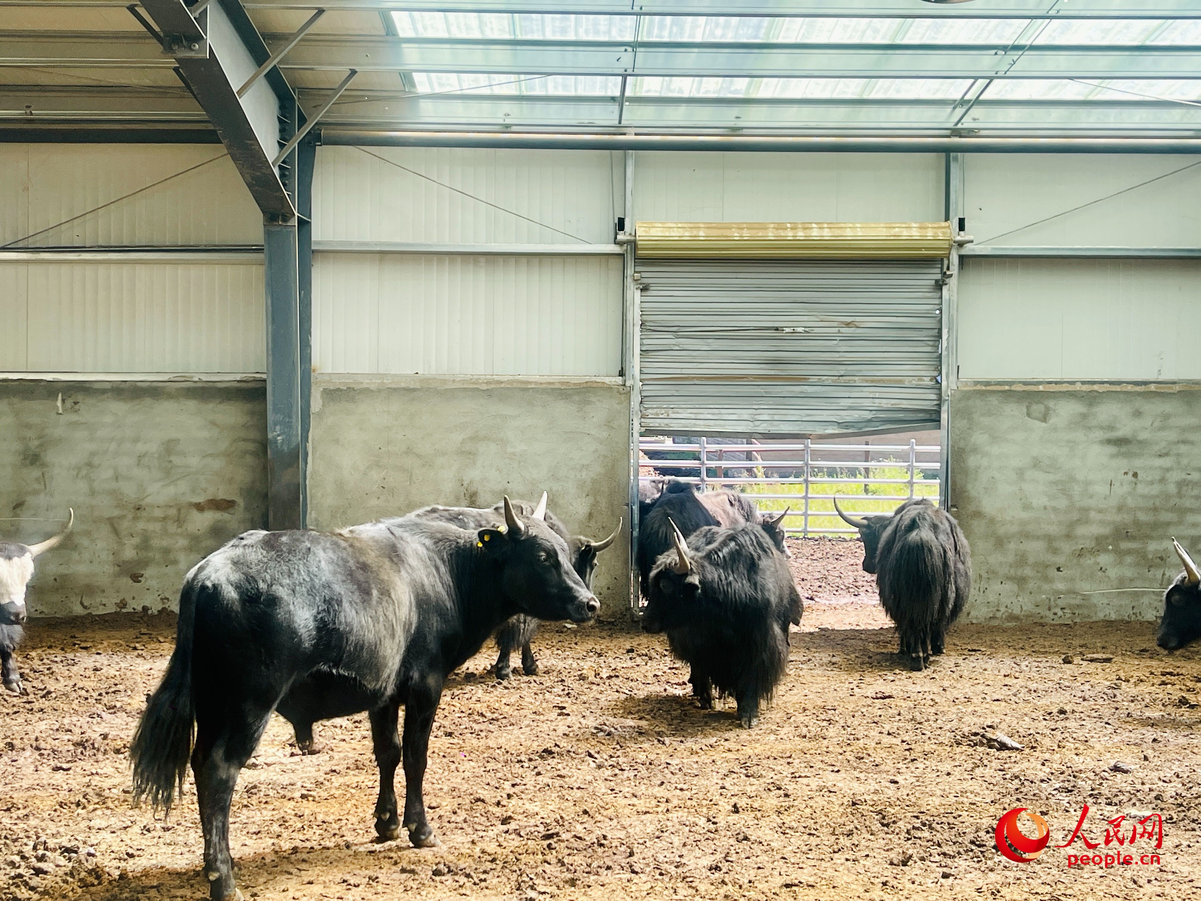 唐日合作社里養(yǎng)殖的牦牛。人民網(wǎng) 周靜圓攝