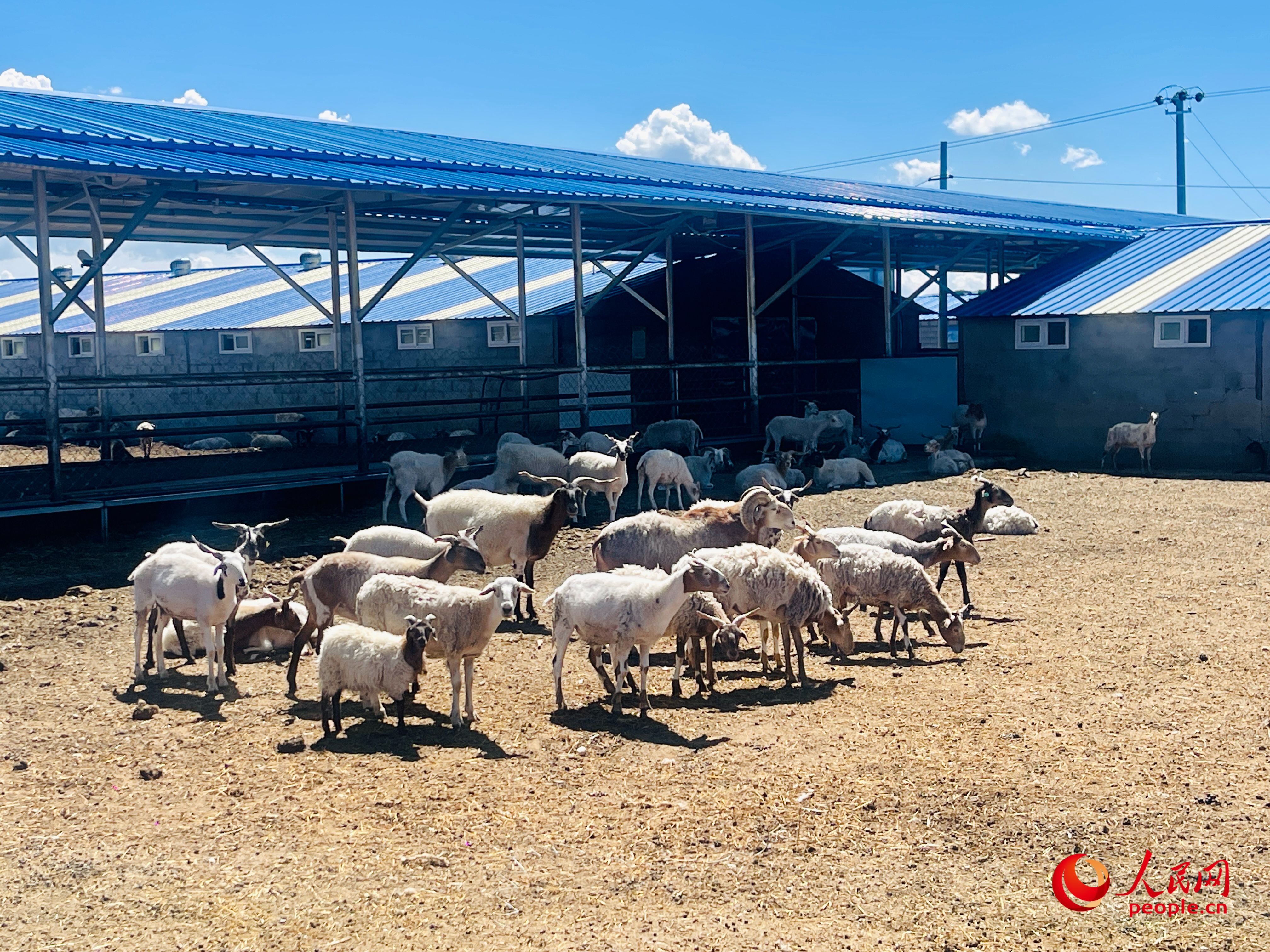 唐日合作社里養(yǎng)殖的羊。人民網(wǎng) 周靜圓攝