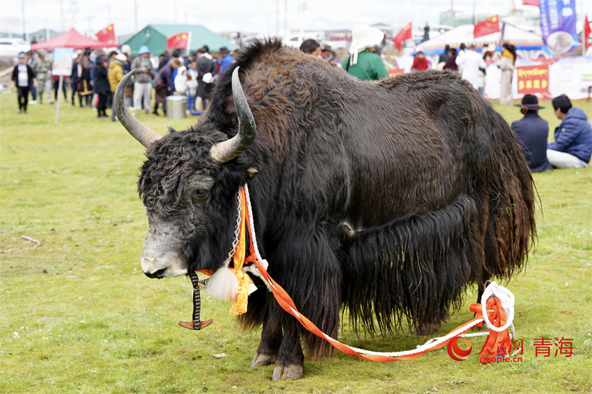 澤庫牦牛評(píng)比展示。人民網(wǎng) 陳明菊攝