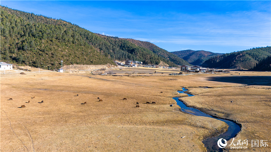 香格里拉國家公園內(nèi)的高山草甸。人民網(wǎng)記者 虎遵會攝