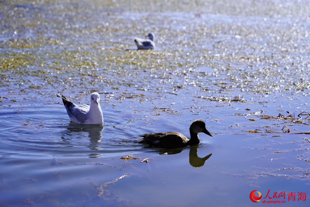 可魯克湖的水鳥(niǎo)。人民網(wǎng) 陳明菊攝