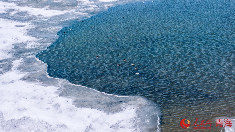 漸漸蘇醒的青海湖。人民網(wǎng) 況玉攝