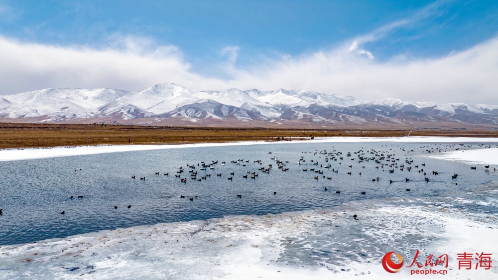 漸漸蘇醒的青海湖。人民網(wǎng) 況玉攝