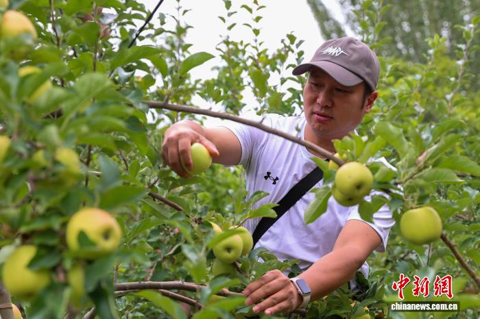 青海尖扎:果蔬迎來豐收季