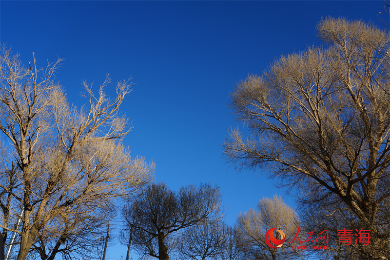 格爾木將軍樓公園冬日景色。人民網(wǎng) 馬可欣攝