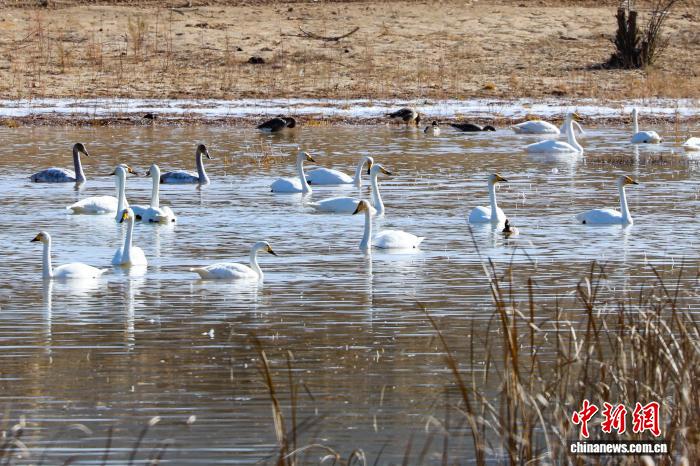 青海尖扎：大天鵝“點(diǎn)綴”黃河冬韻