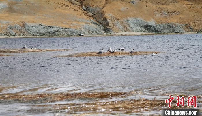 圖為瑪旁雍錯濕地棲息的水鳥?！≮w朗 攝