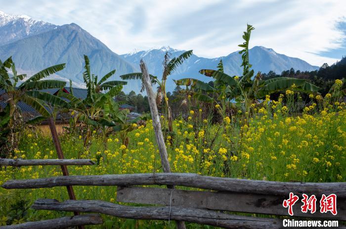 種獼猴桃、耙耙柑西藏林芝下察隅千方百計(jì)為民眾“鼓腰包”