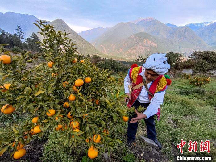 林芝下察隅鎮(zhèn)京都村101畝耙耙柑豐收?！〗w波 攝