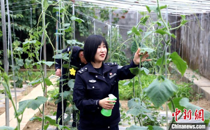 圖為李冬雪在溫室大棚里勞作?！∥鞑爻鋈刖尺叿罊z查總站供圖