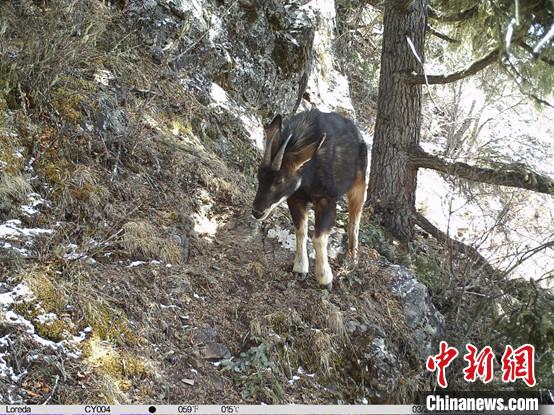 圖為相同位點記錄到的國家二級重點保護野生動物—中華鬣羚。　中國科學院昆明動物研究所提供