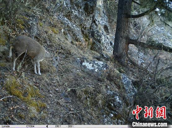 圖為相同位點記錄到的國家一級重點保護野生動物—馬麝。　中國科學院昆明動物研究所提供