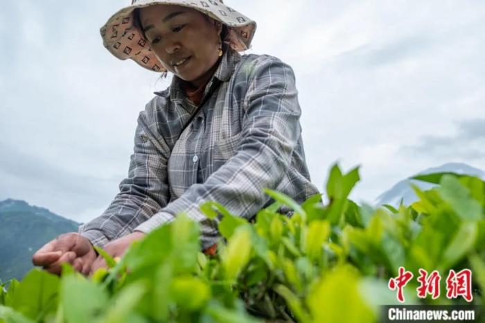 圖為墨脫縣背崩鄉(xiāng)門(mén)巴族民眾采摘茶葉。
