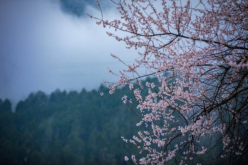 盛開(kāi)的桃花。張靜攝
