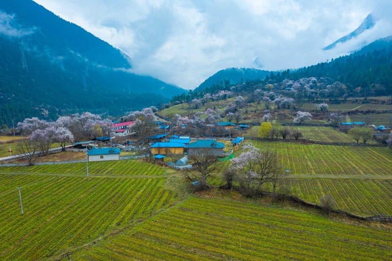 桃花村。 張靜攝