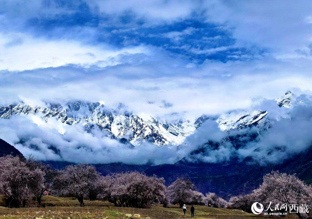 雪山下的桃花。人民網(wǎng) 李海霞攝