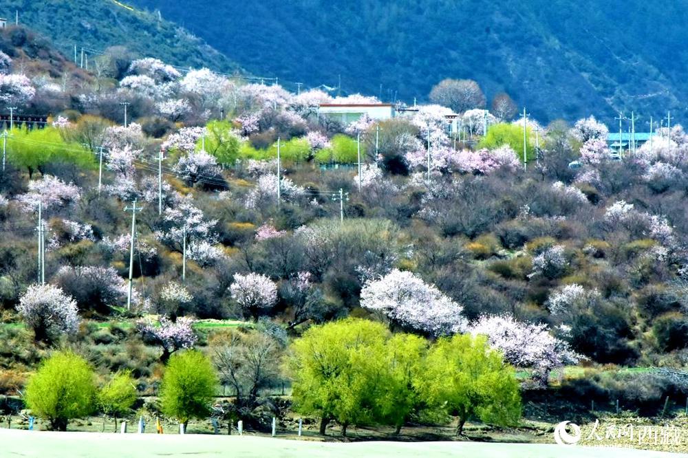 村莊掩映在桃花林中。人民網(wǎng) 李海霞攝