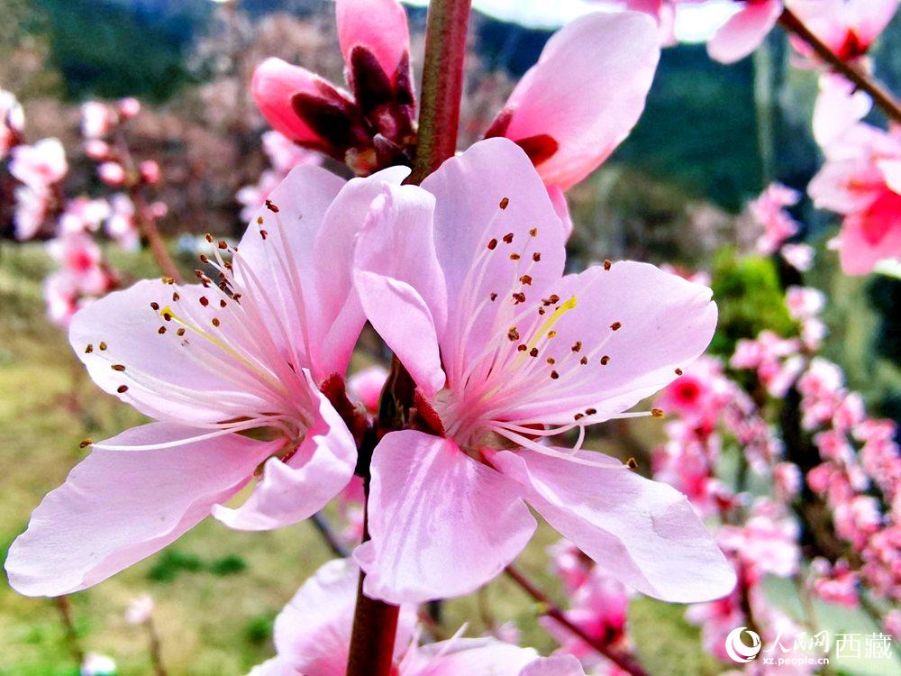 林芝桃花開。人民網(wǎng) 李海霞攝