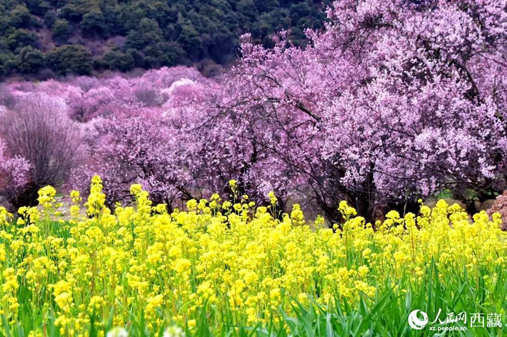 桃花與油菜花交相輝映。人民網(wǎng) 李海霞攝