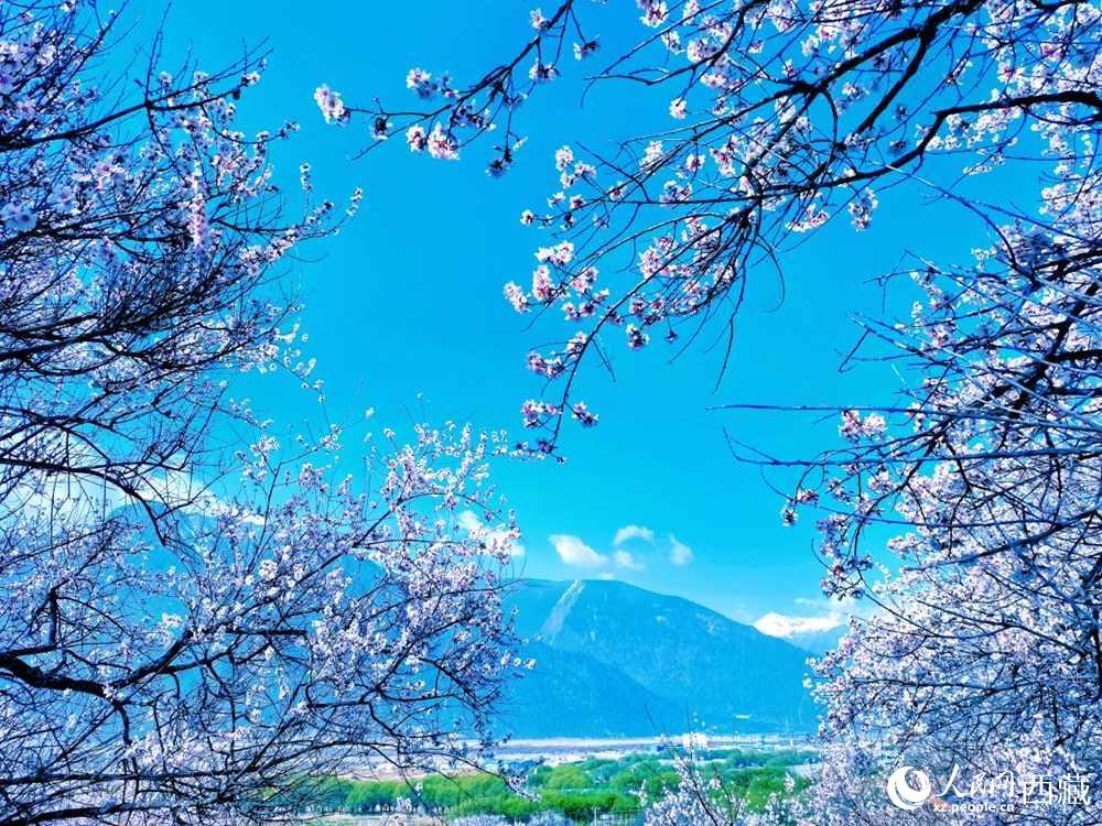 桃花在藍(lán)天白云的映襯下分外好看。人民網(wǎng) 李海霞攝