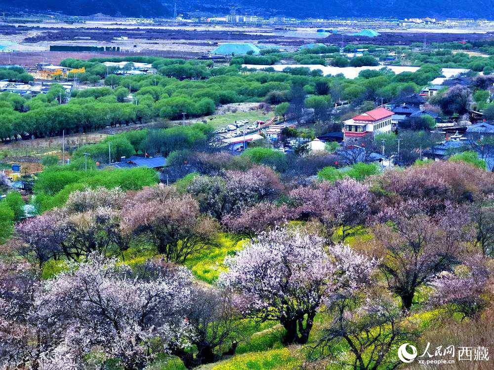 漫山開放的野桃花。人民網(wǎng) 李海霞攝