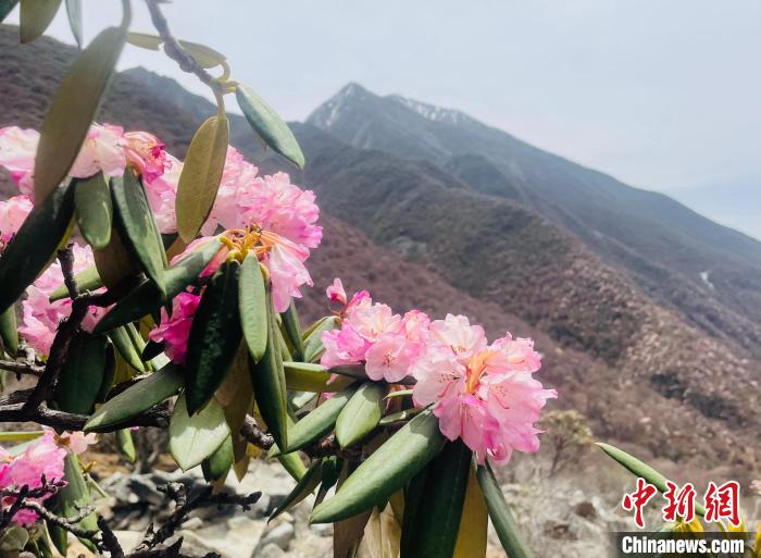 近日，西藏自治區(qū)山南市加查縣索囊溝的杜鵑花競相綻放?！∪轿木?攝
