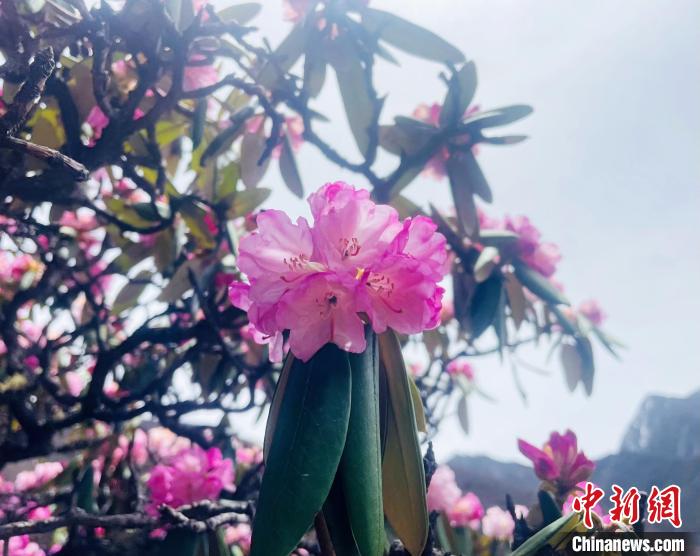 近日，西藏自治區(qū)山南市加查縣索囊溝的杜鵑花競相綻放。　冉文娟 攝