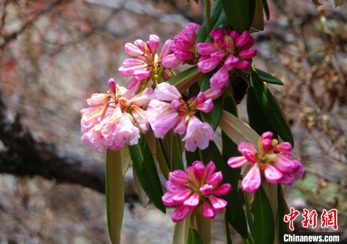近日，西藏自治區(qū)山南市加查縣索囊溝的杜鵑花競相綻放。　冉文娟 攝