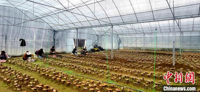 圖為紅太陽(yáng)科技示范家庭農(nóng)場(chǎng)組織民眾采收靈芝?！∑酱胪喙﹫D