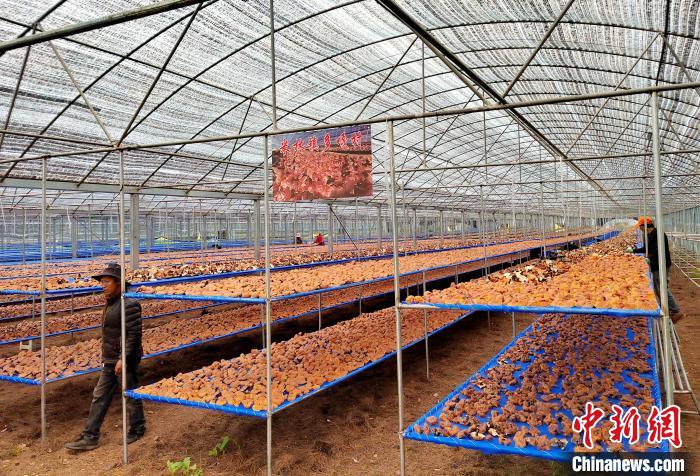 圖為紅太陽(yáng)科技示范家庭農(nóng)場(chǎng)采收的靈芝?！∑酱胪喙﹫D
