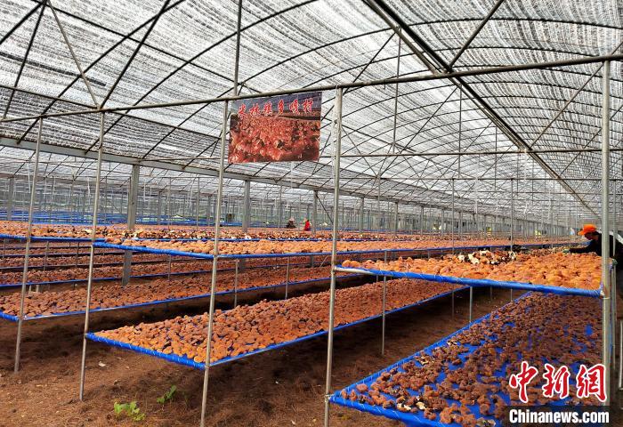 圖為紅太陽(yáng)科技示范家庭農(nóng)場(chǎng)采收的靈芝?！∑酱胪喙﹫D
