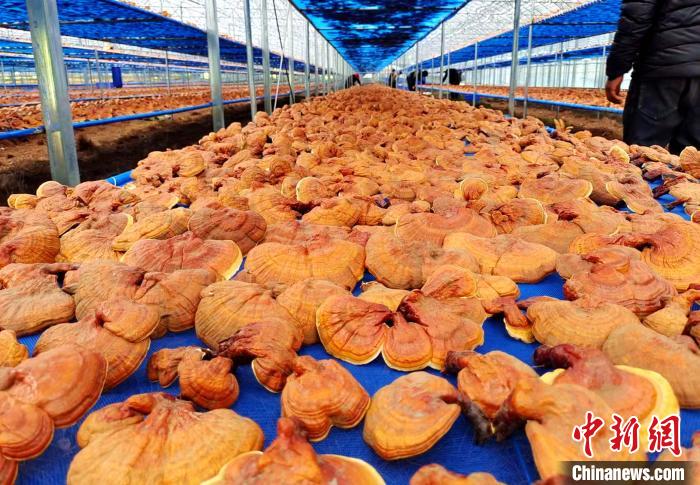 圖為紅太陽(yáng)科技示范家庭農(nóng)場(chǎng)采收的靈芝?！∑酱胪喙﹫D