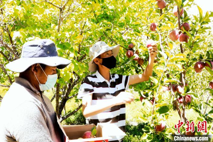 圖為西藏阿里札達(dá)縣底雅鄉(xiāng)村民在自家果園采摘果實(shí)。　阿旺扎西 攝