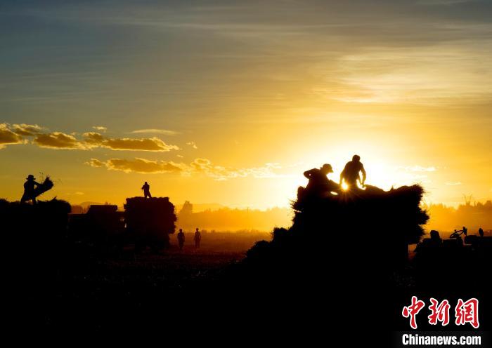 圖為夕陽(yáng)下農(nóng)民正在收割青稞?！∪湛t文聯(lián)供圖