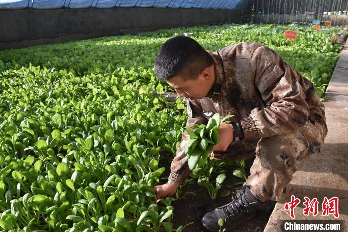 圖為阿里軍分區(qū)某邊防團官兵在溫室摘菜。　陳嘯岳 攝