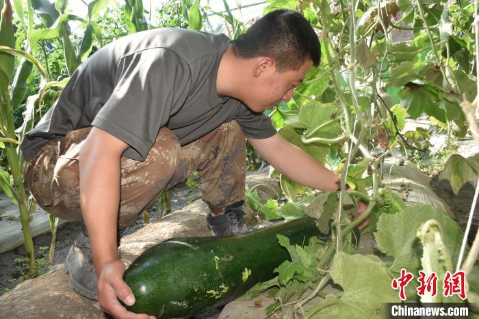 圖為阿里軍分區(qū)某邊防團官兵在溫室摘菜?！￡悋[岳 攝