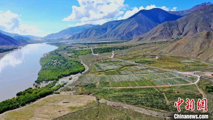 圖為桑日縣葡萄種植基地?！∩侥仙Ｈ湛h委宣傳部提供