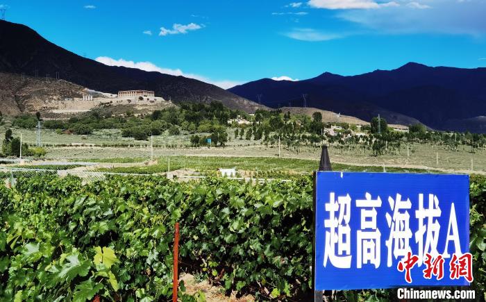 圖為桑日縣種植的葡萄?！∩侥仙Ｈ湛h委宣傳部提供