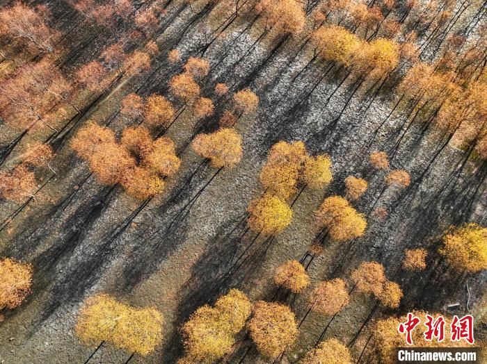 入冬時(shí)節(jié)，雅魯藏布江畔的樹林一片金黃?！《拘?攝