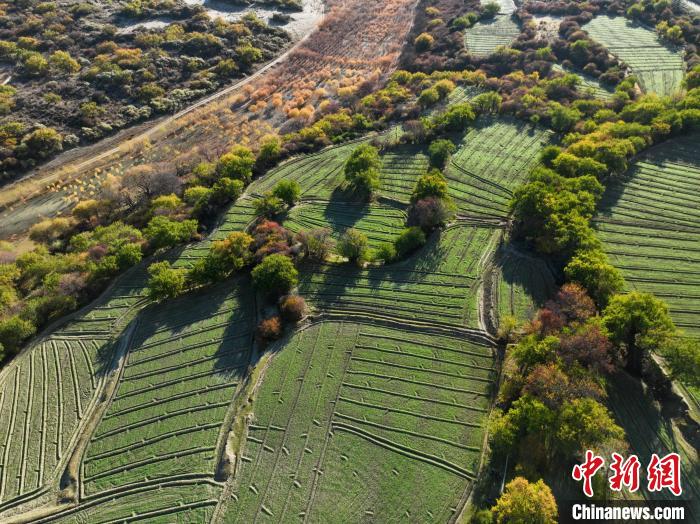 圖為11月8日，雅魯藏布江畔的高原梯田?！《拘?攝