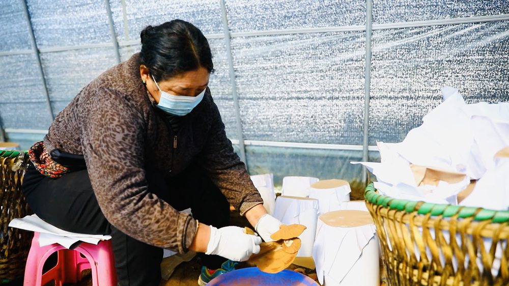采收靈芝孢子粉。