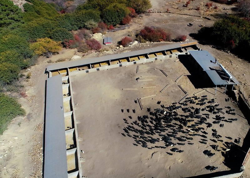 麥村藏香豬養(yǎng)殖基地。