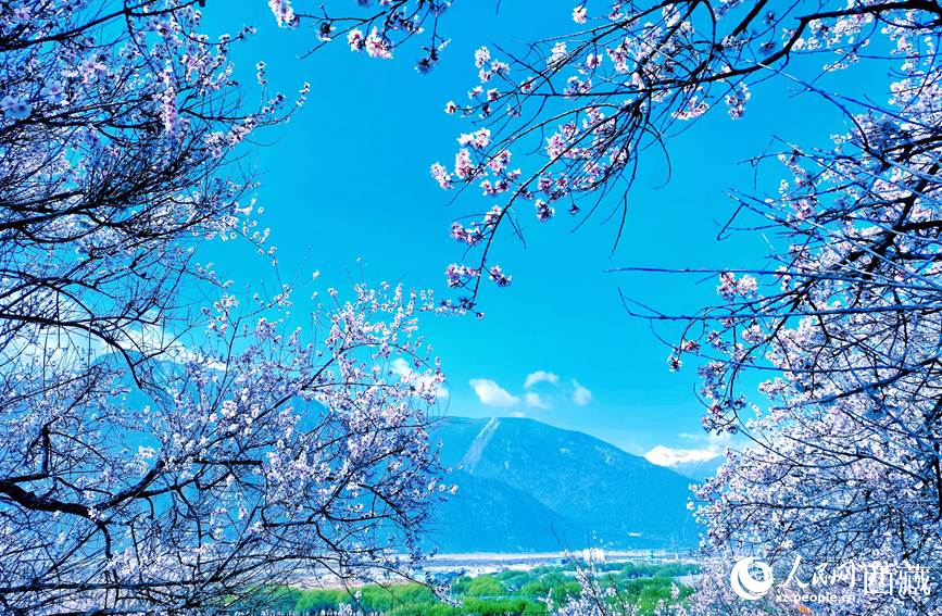 藍(lán)天與桃花相映成趣。 人民網(wǎng) 李海霞攝