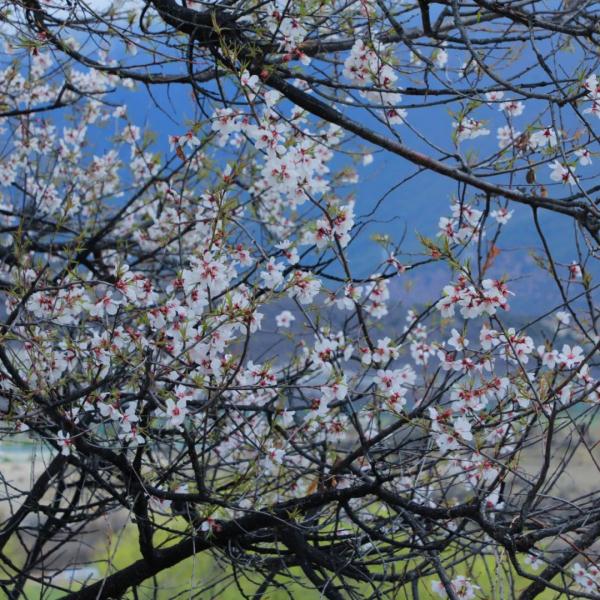 人間桃花源！林芝桃花有多絕？