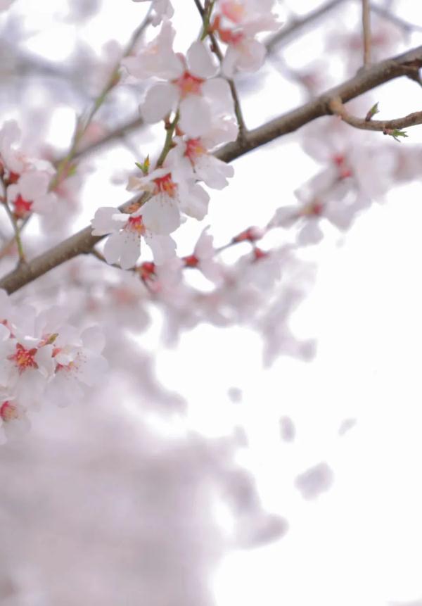 人間桃花源！林芝桃花有多絕？