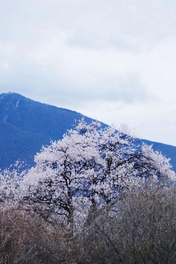 人間桃花源！林芝桃花有多絕？