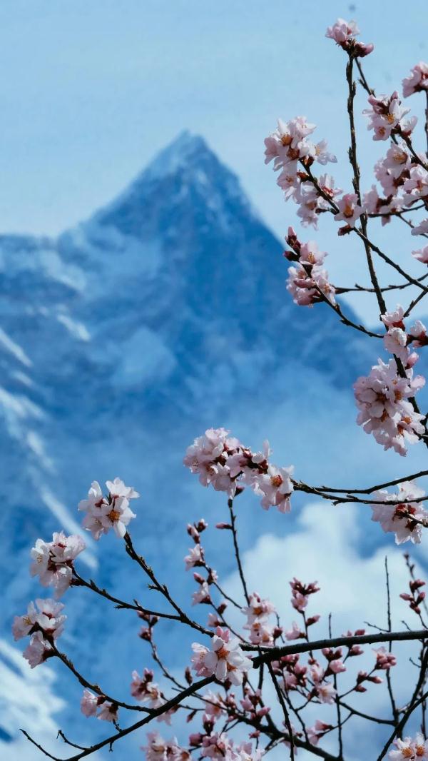 人間桃花源！林芝桃花有多絕？