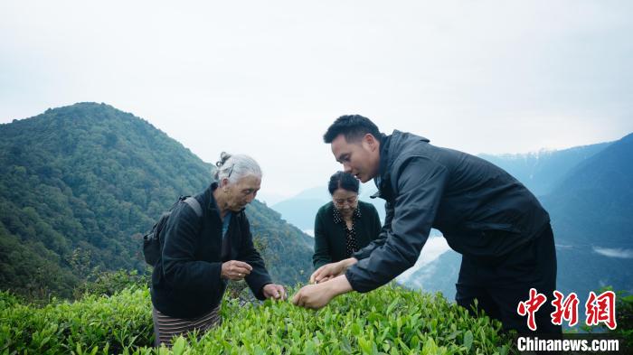 圖為銀發(fā)旅游體驗(yàn)團(tuán)兩位老人體驗(yàn)采茶?！∥鞑貙ｍ?xiàng)旅游協(xié)會(huì)供圖